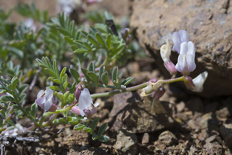 Balloon pod milk vetch this will develop impressive red and green air filled seed pods Astragalus whitneyi,Geotagged,Spring,United States