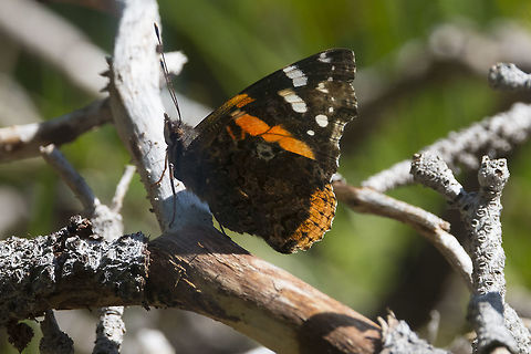 Red Admiral butterfly  Geotagged,Red Admiral,Spring,United States,Vanessa atalanta