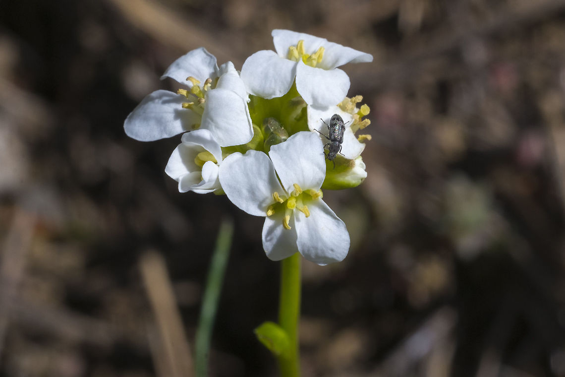 Columbia Gorge rockcress with a bonus flower beetle :p Arabis furcata,Columbia Gorge rockcress,Geotagged,Spring,United States