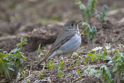 Hermit Thrush  Catharus guttatus,Geotagged,Hermit Thrush,Spring,United States
