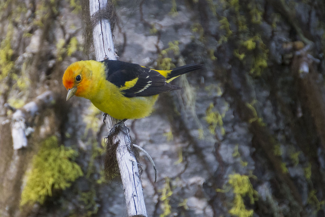 Western Tanager - male While many, if not most of our birds tend to be somewhat drab, these guys break the mold. They are bold and showy, in yellow and orange. This particular fellow gave us a good show. He was busy listening and responding to another male in his territory. In past years I haven&#039;t seen them very often, but it seems that this year they are doing quite well. I&#039;ve seen them on most of my woodland hikes on the east side of the mountains.<br />
link to sound file - it is this particular bird (and another male that he was answering) www.xeno-canto.org/372042 Geotagged,Piranga ludoviciana,Spring,United States,Western tanager
