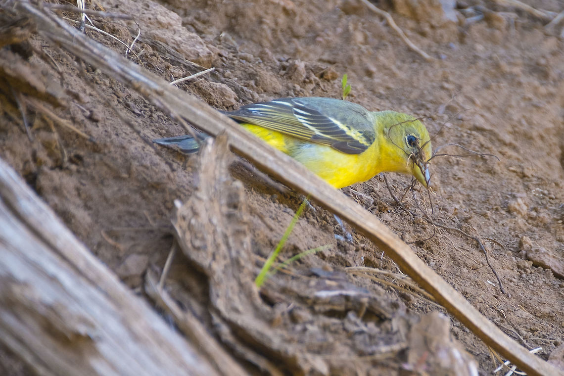 Western Tanager - female gathering nest building materials Geotagged,Piranga ludoviciana,Spring,United States,Western tanager