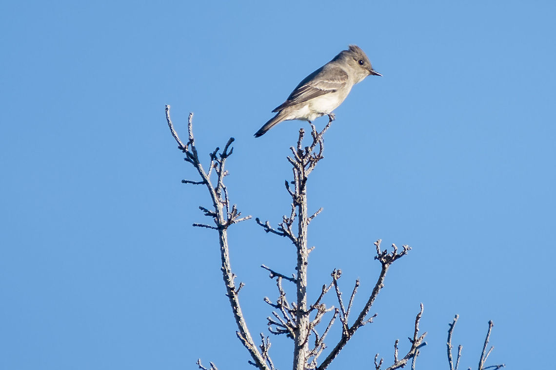 Western Wood peewee  Contopus sordidulus,Geotagged,Spring,United States