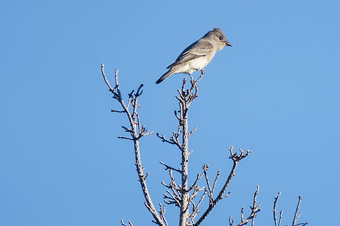 Western Wood peewee  Contopus sordidulus,Geotagged,Spring,United States