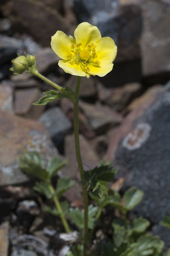 Mountain meadow cinquefoil  Geotagged,Potentilla diversifolia,Spring,United States