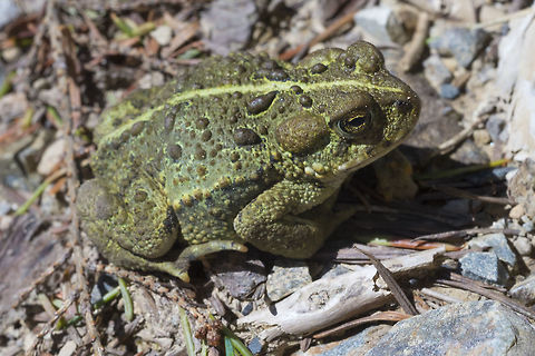 Western toad - green morph turns out we've only got 2 bufo species around here and only one that is widespread Anaxyrus boreas,Geotagged,Spring,United States,Western toad