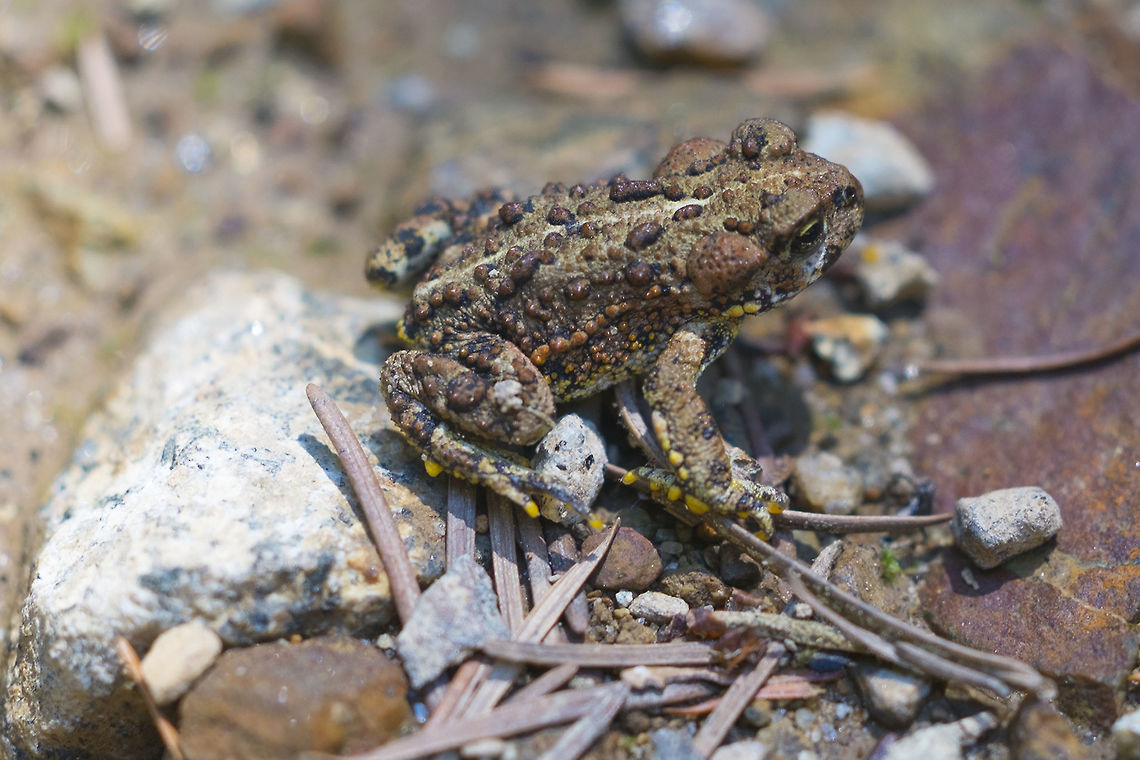 Western toad - red/yellow morph we saw tons of baby toads too Anaxyrus boreas,Geotagged,Spring,United States,Western toad