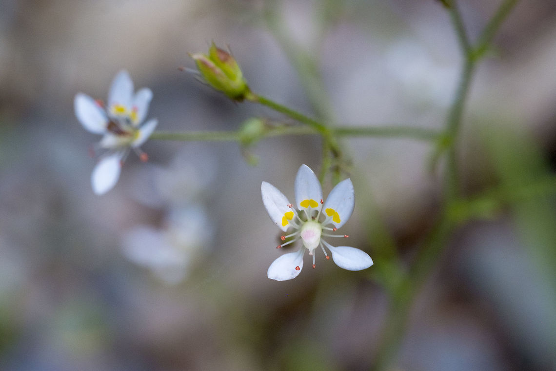 Rusty saxifrage  Geotagged,Micranthes ferruginea,Spring,United States