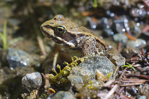 Cascades frog  Cascades frog,Geotagged,Rana cascadae,Spring,United States
