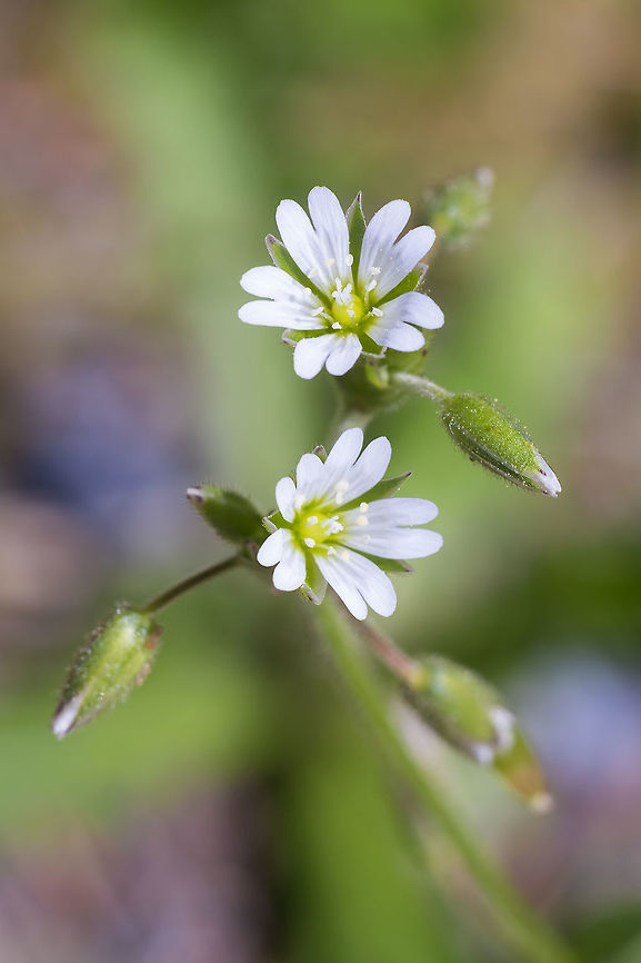 Nodding chickweed  Cerastium nutans,Geotagged,Spring,United States,nodding chickweed