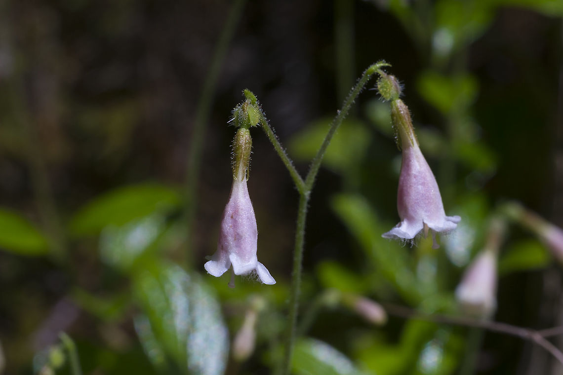 Twinflower  Geotagged,Linnaea borealis,Spring,United States