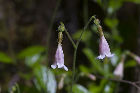 Twinflower  Geotagged,Linnaea borealis,Spring,United States