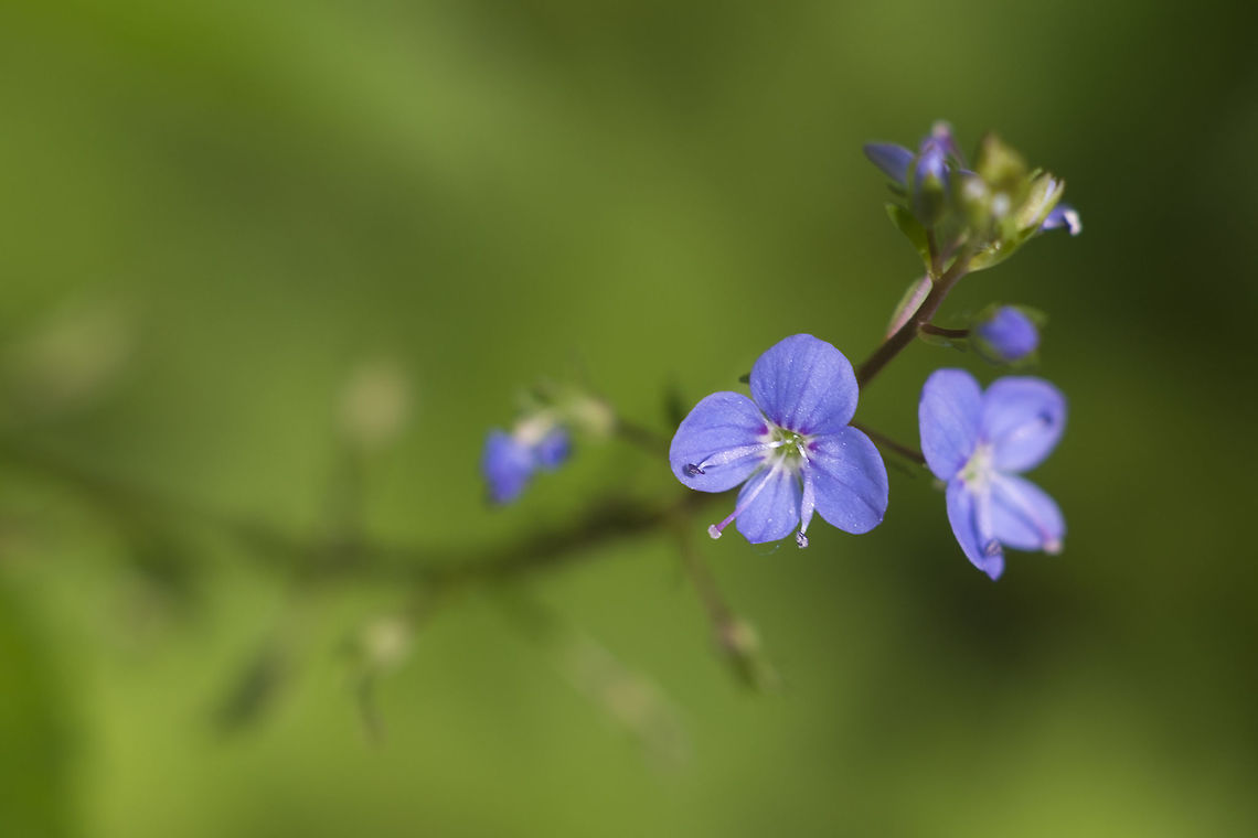 American speedwell  Geotagged,Spring,United States,Veronica americana