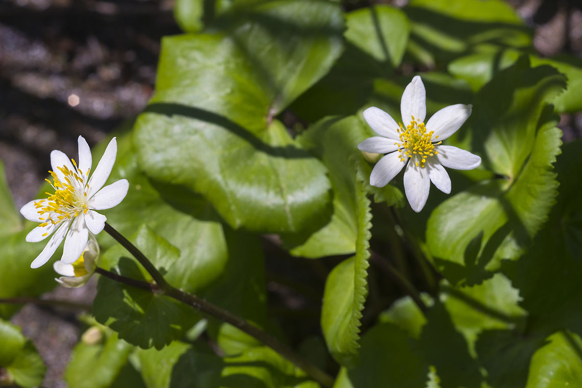 White marsh marigold  Caltha leptosepala,Geotagged,Spring,United States