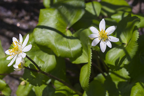 White marsh marigold  Caltha leptosepala,Geotagged,Spring,United States