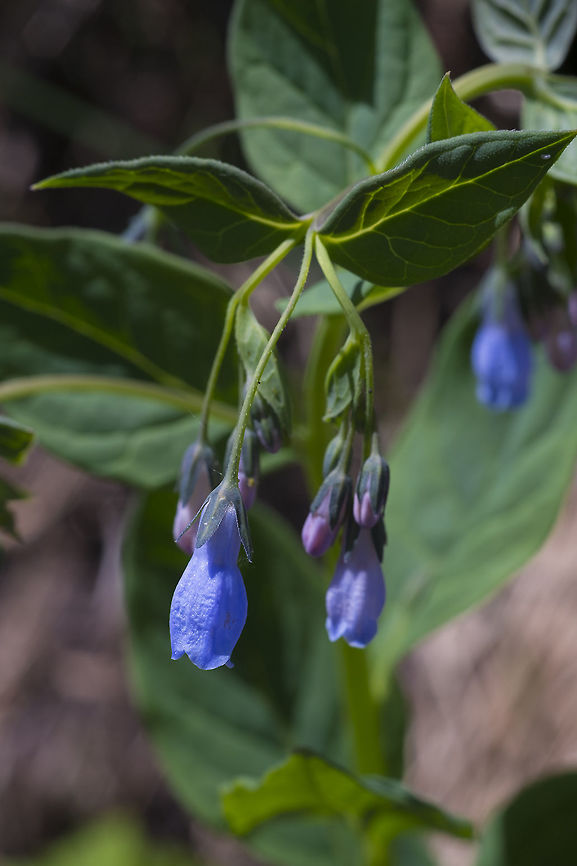 Streamside bluebells  Geotagged,Mertensia ciliata,Spring,United States