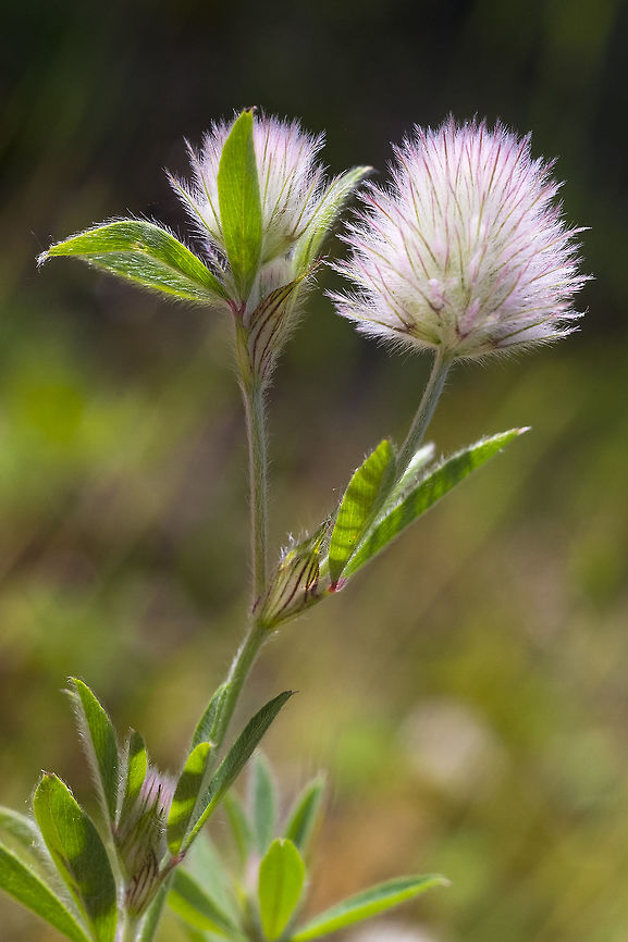 Rabbit Foot clover  Geotagged,Rabbit-foot clover,Spring,Trifolium arvense,United States