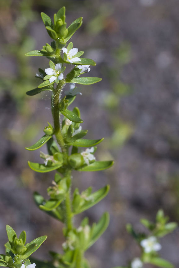 Purslane speedwell  Geotagged,Spring,United States,Veronica peregrina