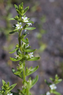 Purslane speedwell  Geotagged,Spring,United States,Veronica peregrina