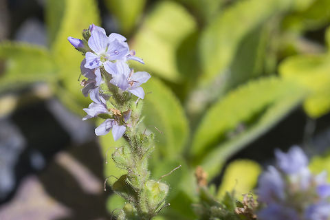 herbal speedwell introduced Geotagged,Spring,United States,Veronica officinalis