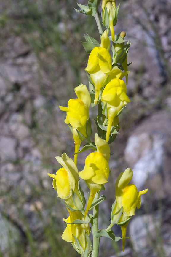 Dalmation toadflax introduced - noxious weed Geotagged,Linaria dalmatica,Spring,United States