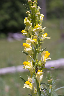 Butter and eggs introduced - noxious weed Butter-and-eggs,Geotagged,Linaria vulgaris,Spring,United States