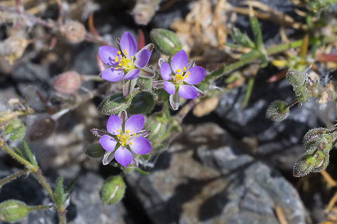 Red Sandspurry introduced Geotagged,Spergularia rubra,Spring,United States
