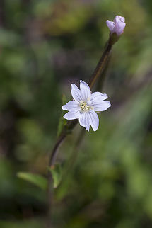 Fringed Willowherb  Epilobium ciliatum,Fringed Willowherb,Geotagged,Spring,United States