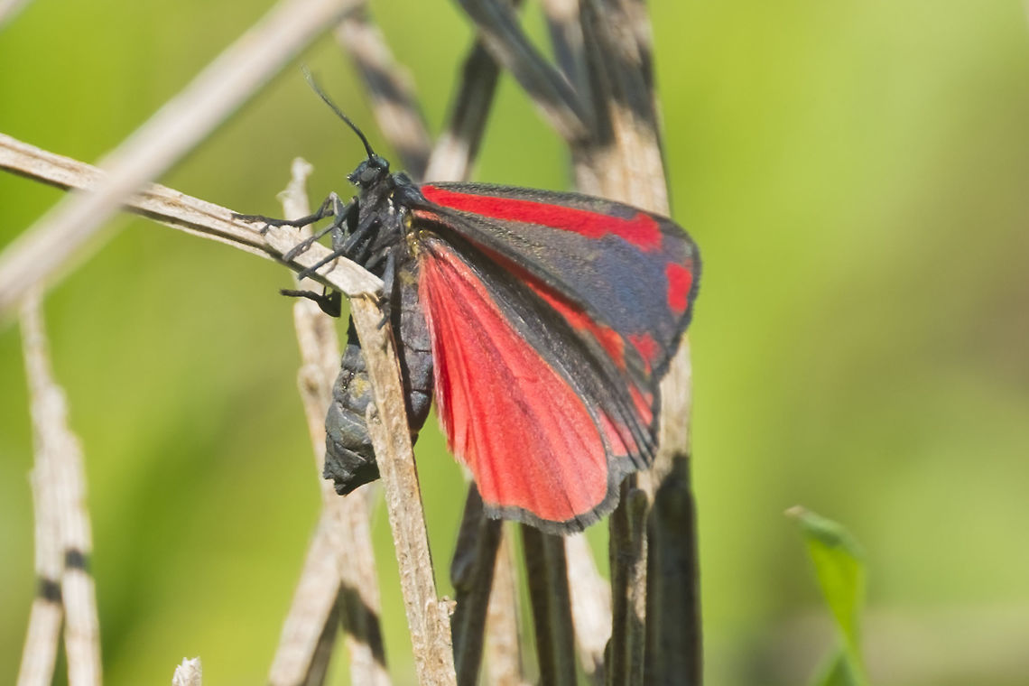 Cinnebar moth introduced to control poison ragwort Cinnabar moth,Geotagged,Spring,Tyria jacobaeae,United States