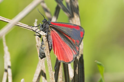 Cinnebar moth introduced to control poison ragwort Cinnabar moth,Geotagged,Spring,Tyria jacobaeae,United States
