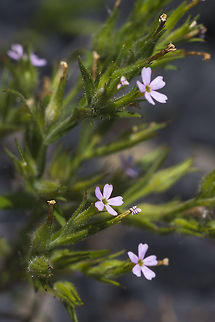 Slender phlox  Geotagged,Microsteris gracilis,Slender phlox,Spring,United States