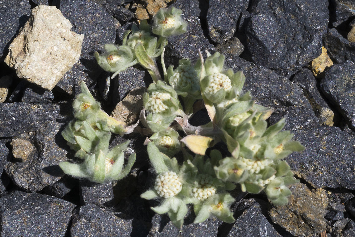Slender woolyheads  Geotagged,Psilocarphus tenellus,Spring,United States