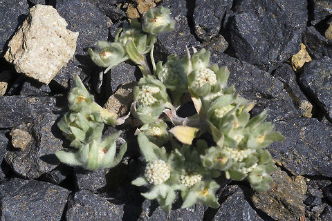 Slender woolyheads  Geotagged,Psilocarphus tenellus,Spring,United States