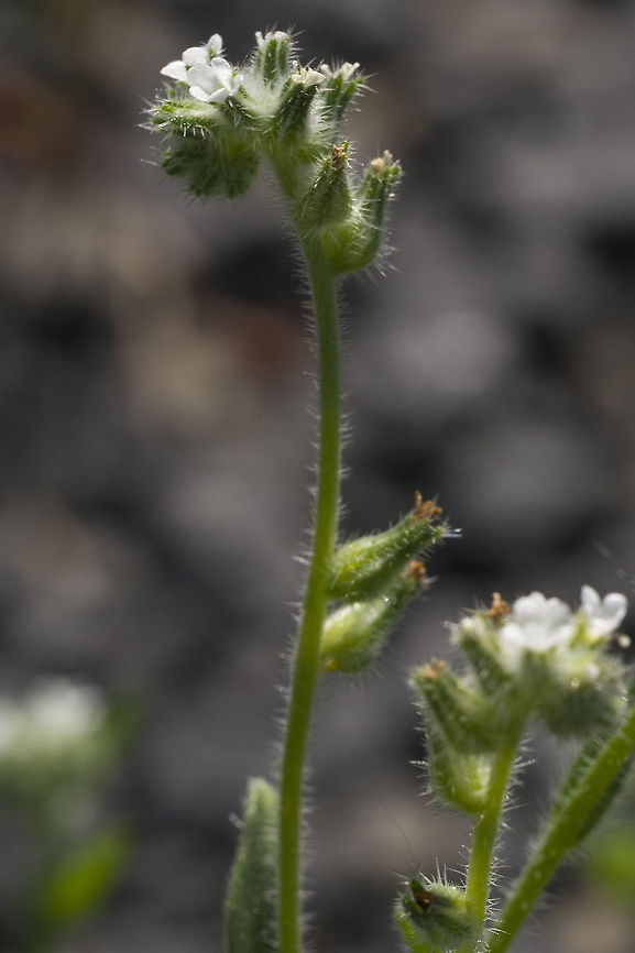 Ambiguous cryptantha  Cryptantha ambigua,Geotagged,Spring,United States