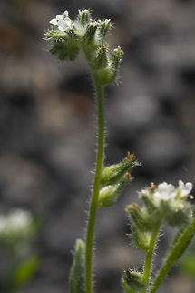 Ambiguous cryptantha  Cryptantha ambigua,Geotagged,Spring,United States