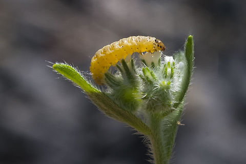 Little yellow worm based on the food plant, I think this may be an early instar of Ethmia sp moth. There's not much information and even fewer photos, so I don't know if I can get further than this. Geotagged,Spring,United States