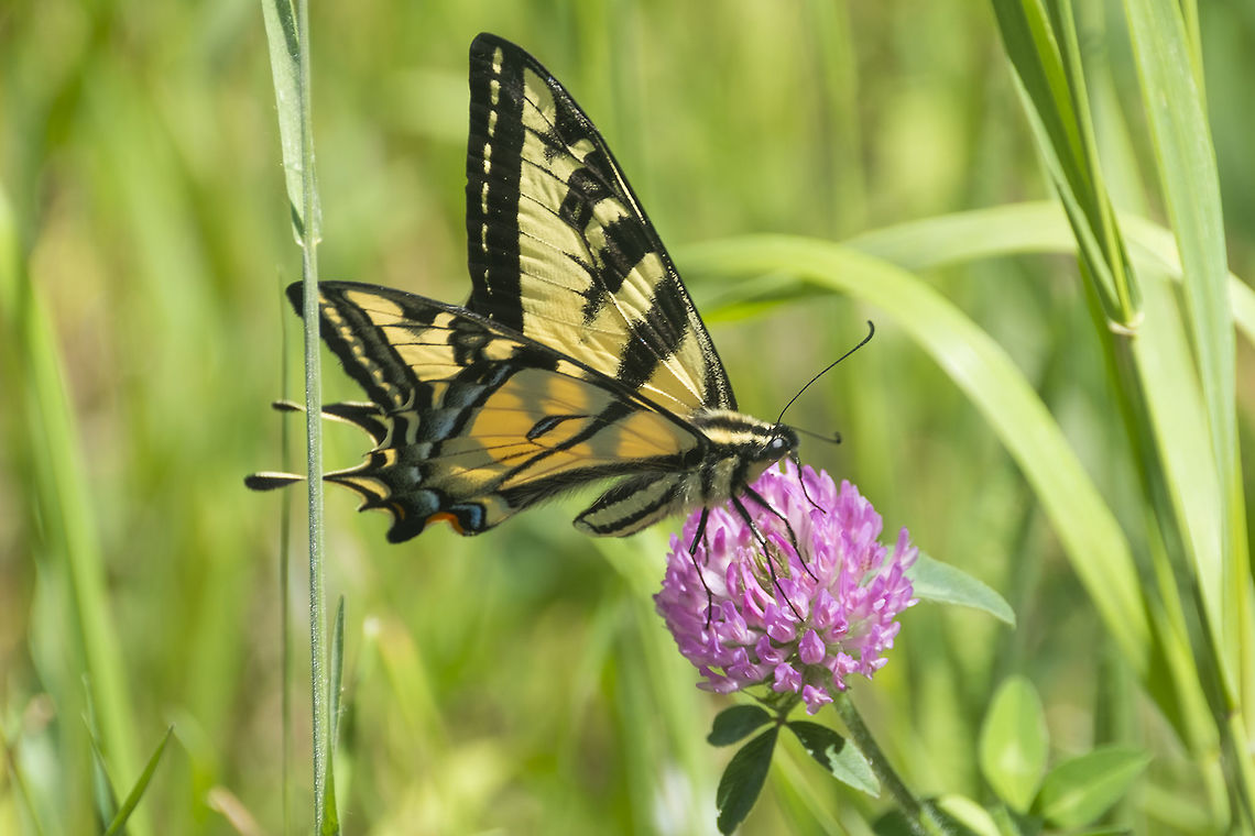 Two tailed tiger swallowtail  Geotagged,Papilio multicaudata,Papilio rutulus,Spring,Two-tailed Swallowtail,United States,Western Tiger Swallowtail