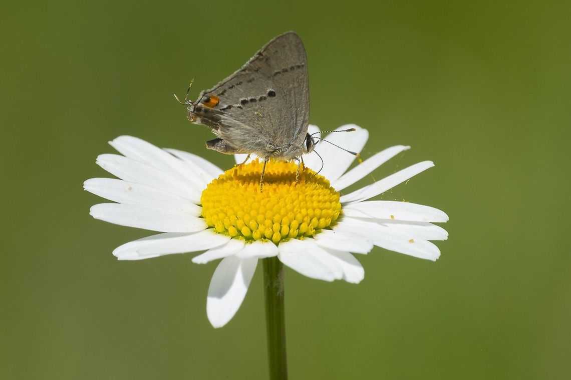 Gray hairstreak  Geotagged,Gray Hairstreak,Spring,Strymon melinus,United States