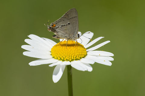 Gray hairstreak  Geotagged,Gray Hairstreak,Spring,Strymon melinus,United States