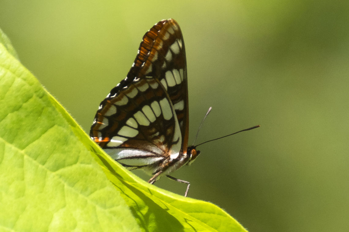 Lorquin's Admiral  Geotagged,Limenitis lorquini,Lorquins admiral,Spring,United States