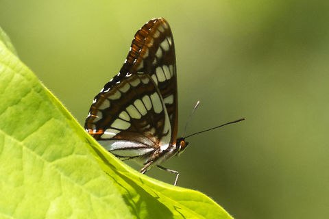 Lorquin's Admiral  Geotagged,Limenitis lorquini,Lorquins admiral,Spring,United States