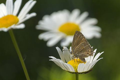 Rather ratty thicket hairstreak This fellow looks like he's been through some rough times Callophrys spinetorum,Geotagged,Spring,Thicket Hairstreak,United States