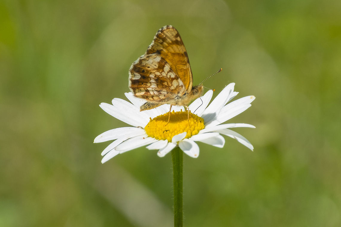 Mylitta Crescent I think I&#039;ve got this one. I narrowed it down to either pale crescent or mylitta crescent through wing pattern and range - the deciding factor was the forewing (in another shot) which has no dark spot, which it would if it were a pale crescent.  Geotagged,Mylitta Crescent,Phyciodes mylitta,Spring,United States