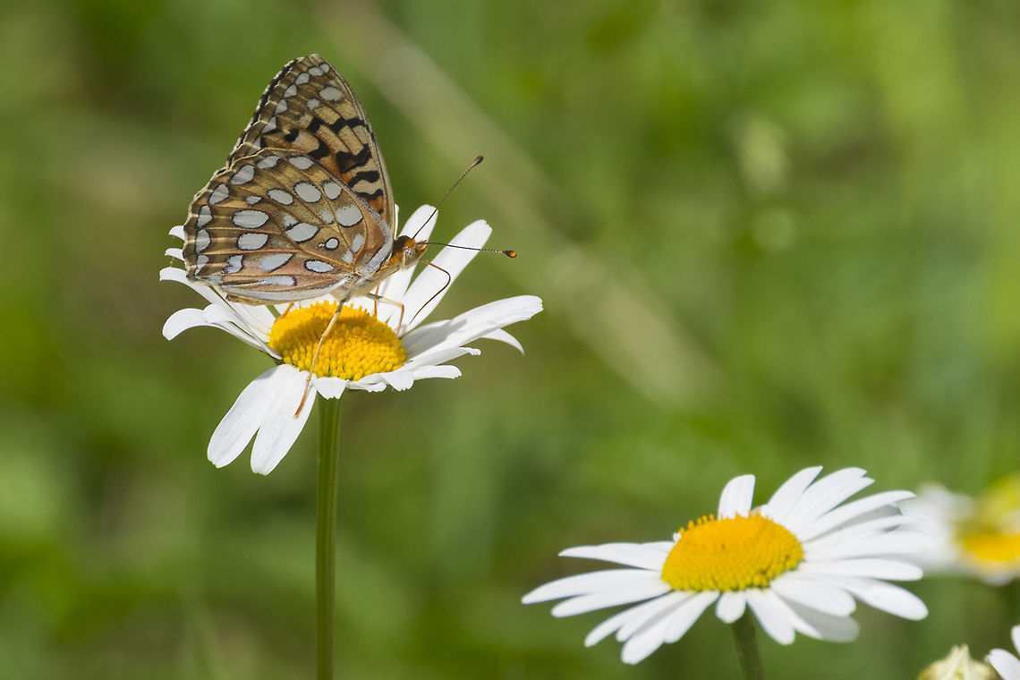 Frittilary - Speyeria sp. I think I&#039;ve narrowed it down to S. coronis or S. egleis, but am having a hard time differentiating them Coronis fritillary,Geotagged,Speyeria coronis,Spring,United States