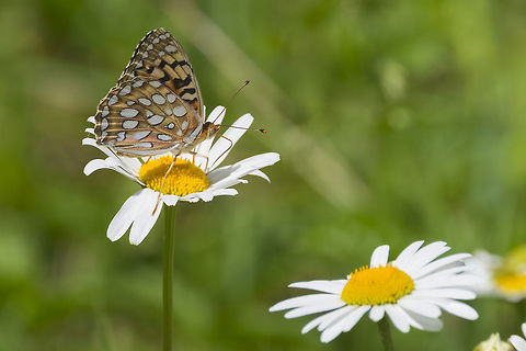 Frittilary - Speyeria sp. I think I've narrowed it down to S. coronis or S. egleis, but am having a hard time differentiating them Coronis fritillary,Geotagged,Speyeria coronis,Spring,United States