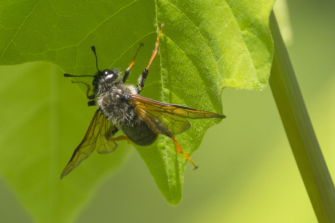 Giant birch sawfly  Geotagged,Spring,Trichiosoma triangulum,United States,giant birch sawfly
