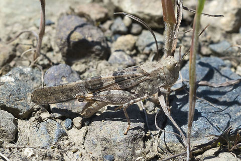 well camouflaged grasshopper I think it may be a Clear winged grasshopper Geotagged,Spring,United States