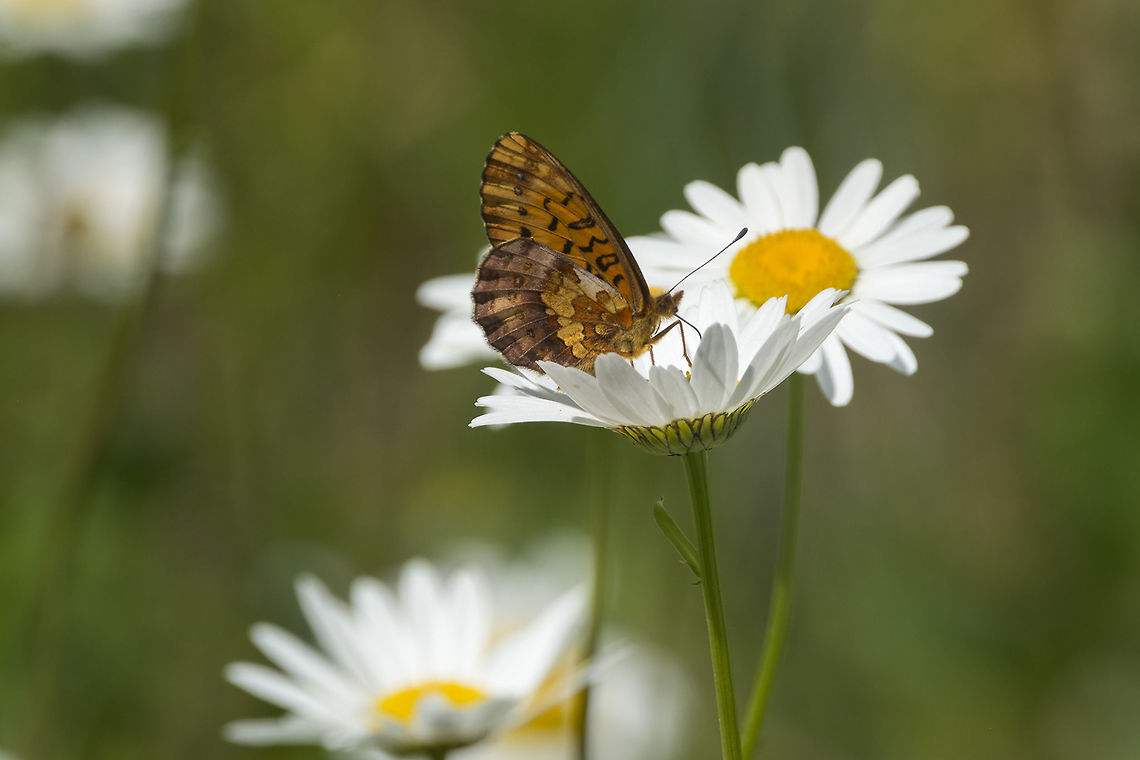 Pacific fritillary going through my photos again, I found another different one :p Boloria epithore,Geotagged,Pacific Fritillary,Spring,United States