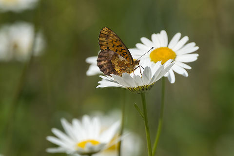 Pacific fritillary going through my photos again, I found another different one :p Boloria epithore,Geotagged,Pacific Fritillary,Spring,United States