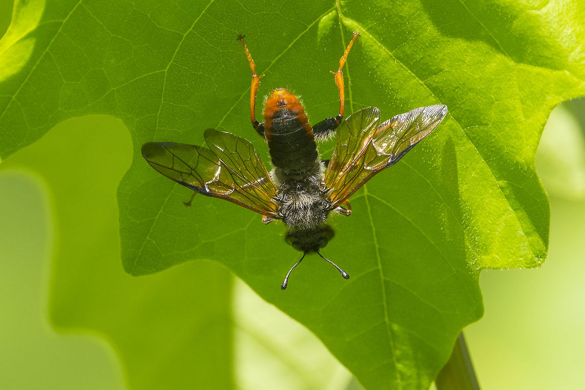 Giant birch sawfly  Geotagged,Spring,Trichiosoma triangulum,United States,giant birch sawfly